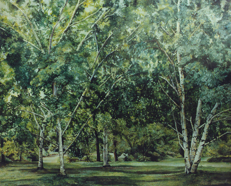 Birch Trees